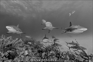 Among sharks by Uwe Schmolke 